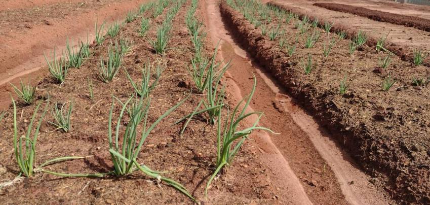 Hortas Municipais: produtos à venda nessa terça-feira (20/04)