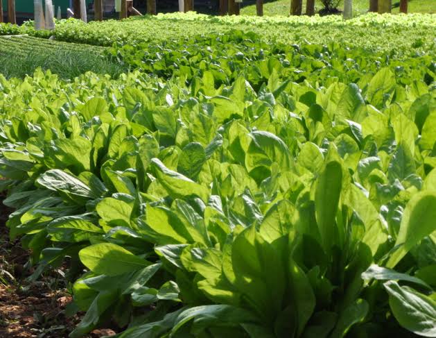 Hortas Municipais: produtos à venda na quinta-feira (22/04)