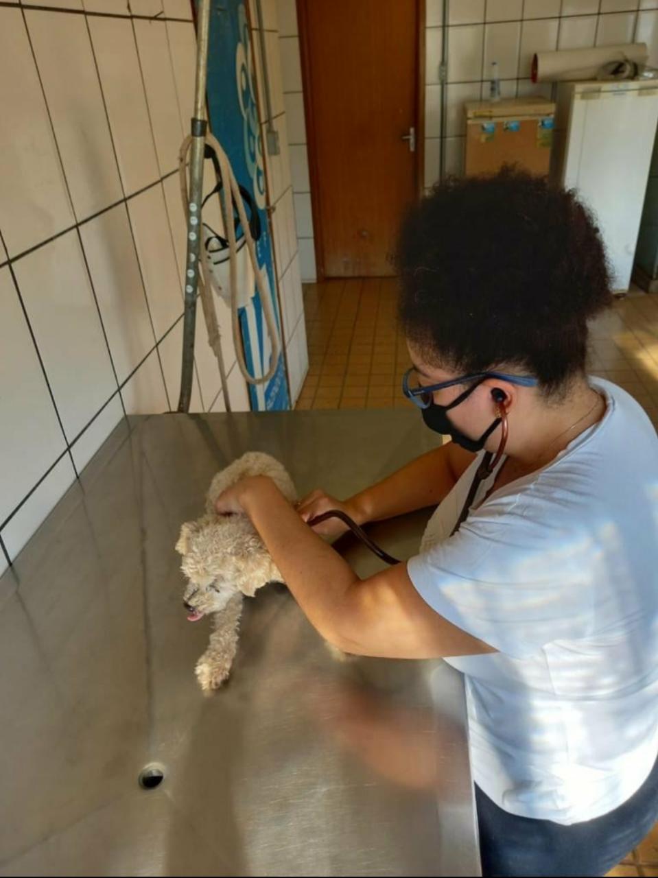 MUNICÍPIO RESGATA CACHORRO VÍTIMA DE MAUS TRATOS