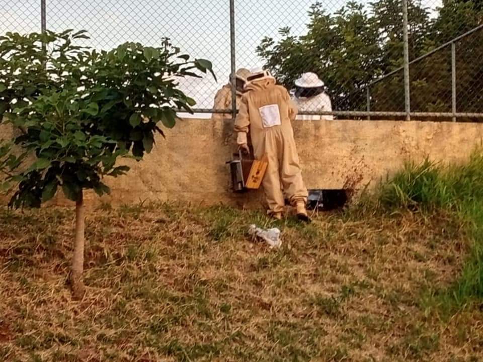 ABELHAS SÃO TRANSFERIDAS PARA BOCAINA