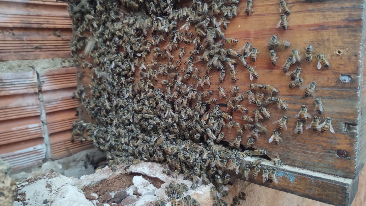 REMOÇÃO DE COLMEIA