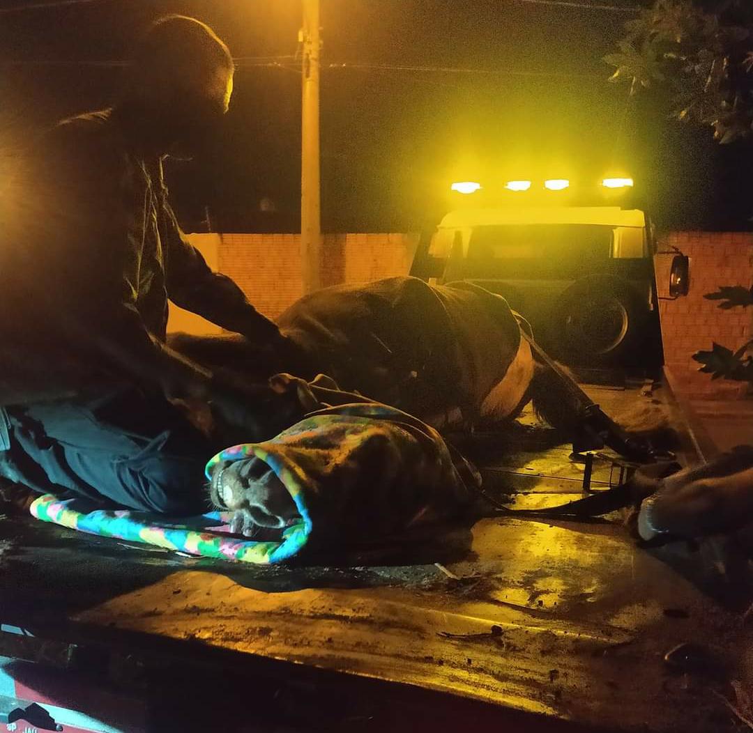 ANIMAL MORRE APÓS DENÚNCIA DE MAUS TRATOS