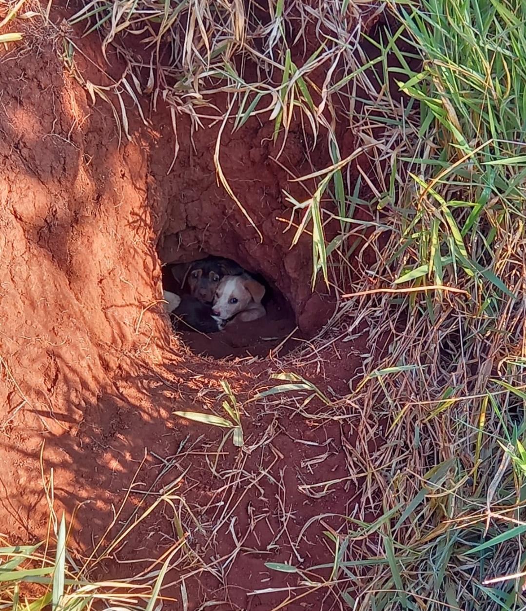 FILHOTES DE CAHORROS SÃO RESGATADOS