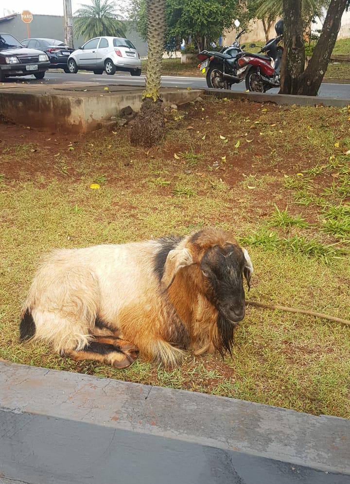 BODE É RECOLHIDO NA BASE DO SAMU