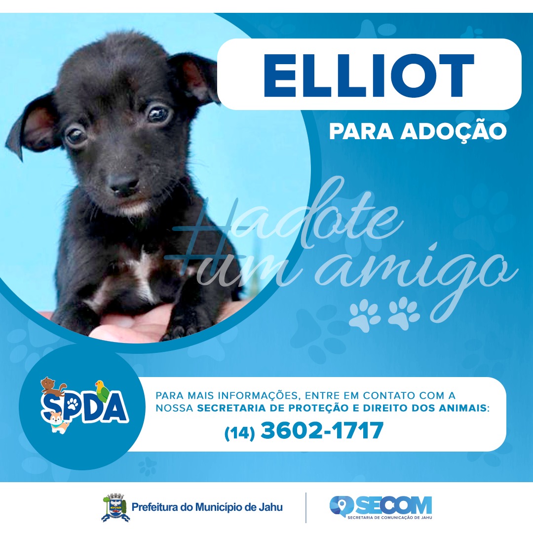 Animais para adoção
