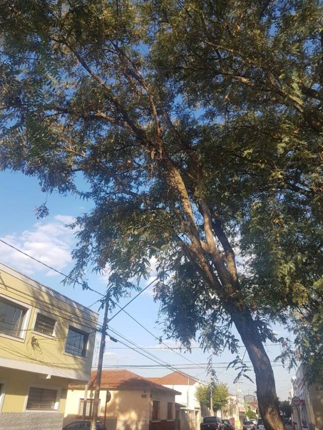 ÁRVORES COM RISCO DE QUEDA SÃO CORTADAS NA LOURENÇO PRADO