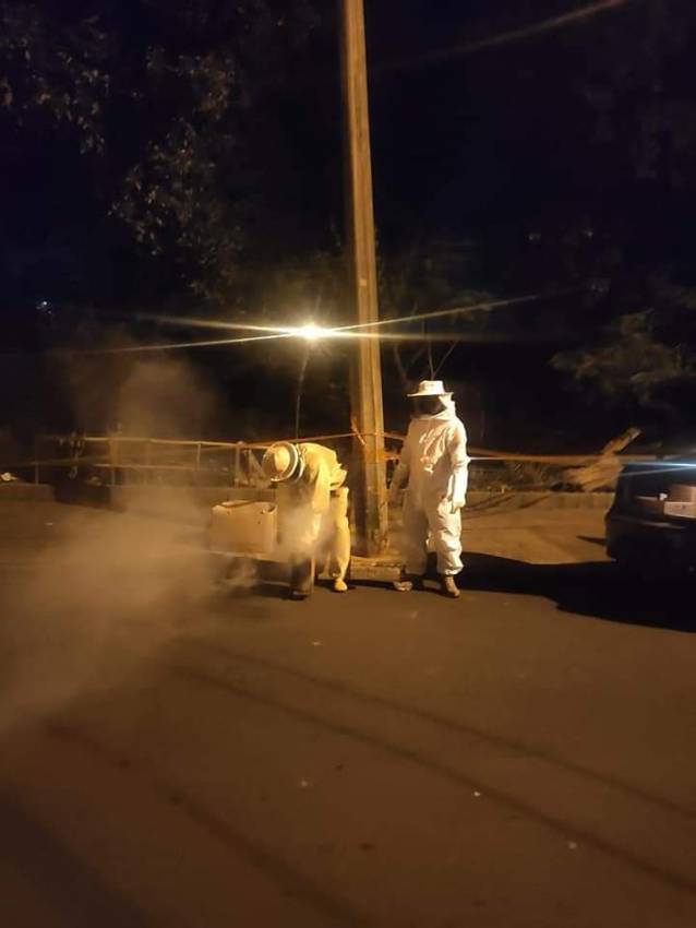 DEFESA CIVIL REMOVE COLMEIA DE ABELHAS-AFRICANAS