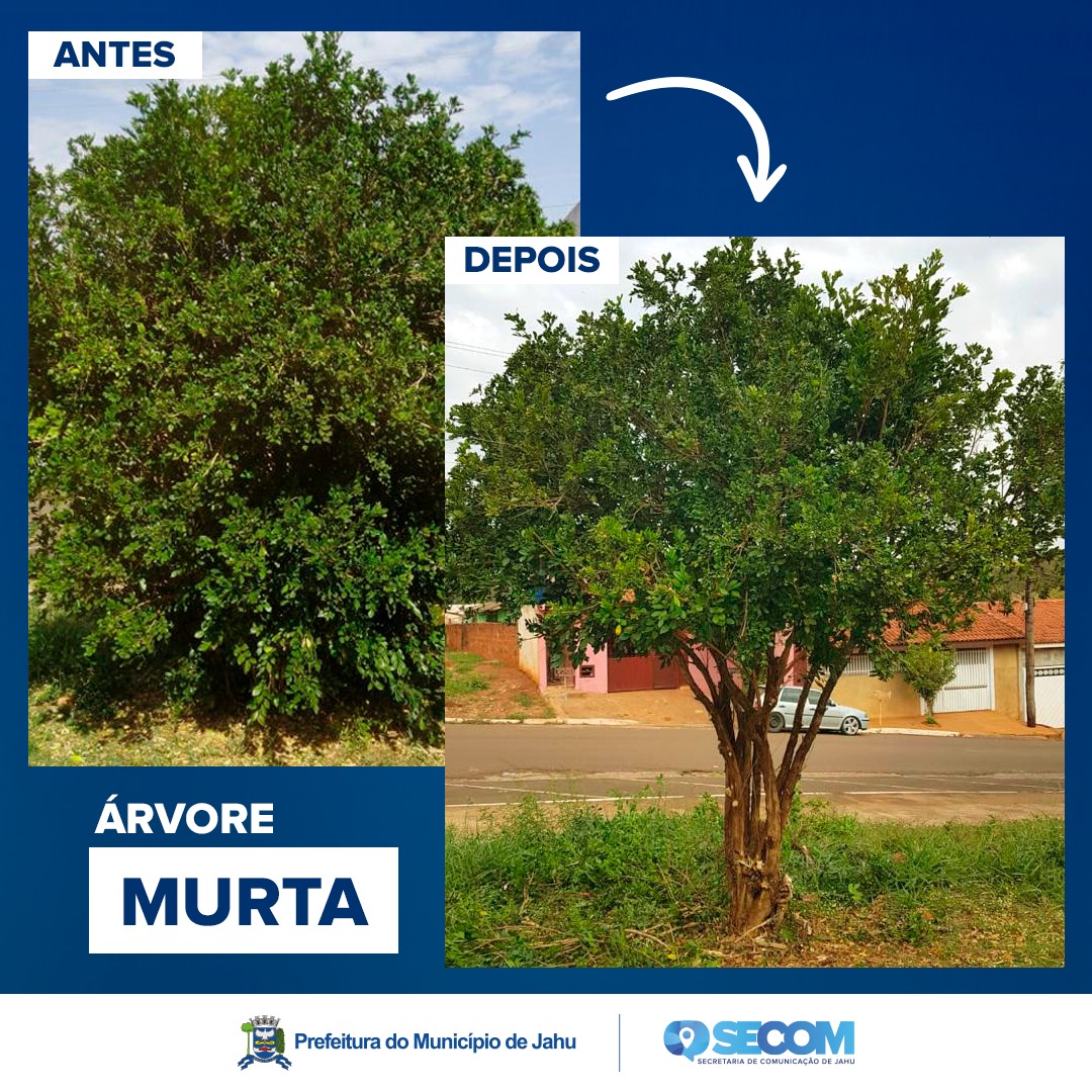 SECRETARIA CAPACITA GRATUITAMENTE PODADORES DE ÁRVORES