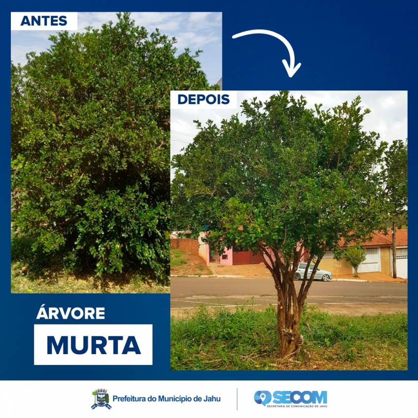 SECRETARIA CAPACITA GRATUITAMENTE PODADORES DE ÁRVORES