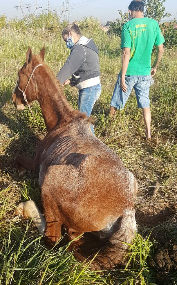 AGORA: SECRETARIA DE PROTEÇÃO AOS ANIMAIS SOCORREM ÉGUA CAÍDA